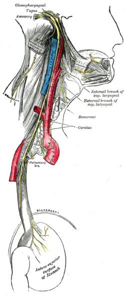 Implants & Strange, Weird looking things.. 2 vagus-nerve