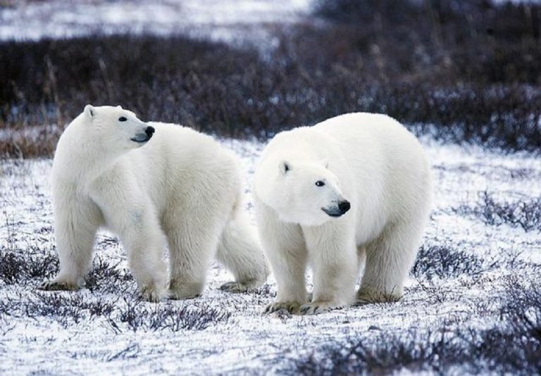 A Polar Ice Story -Meditation