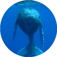 whale