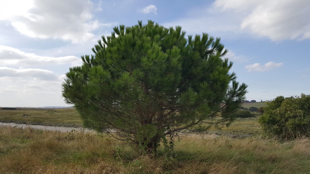 singing vortex tree