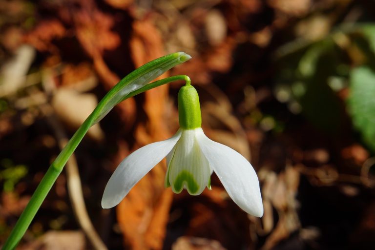 The Seed of Life